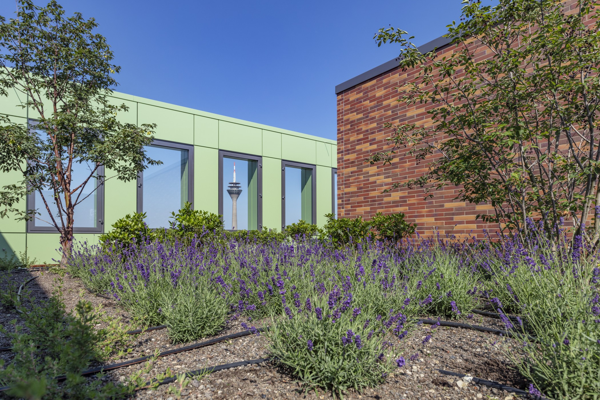 Dachterrasse mit Lavendelbeeten und Blick auf den Rheinturm im WIN WIN Hochhaus im Düsseldorfer MedienHafen