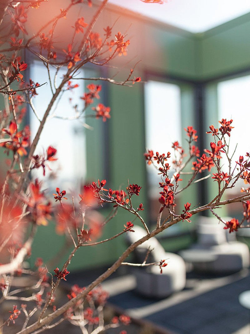 Detailaufnahme eines blühenden roten Zierstrauchs auf der Dachterrasse des WIN WIN im Düsseldorfer Medienhafen, mit unscharfem Hintergrund aus grüner Architektur und Lounge-Möbeln